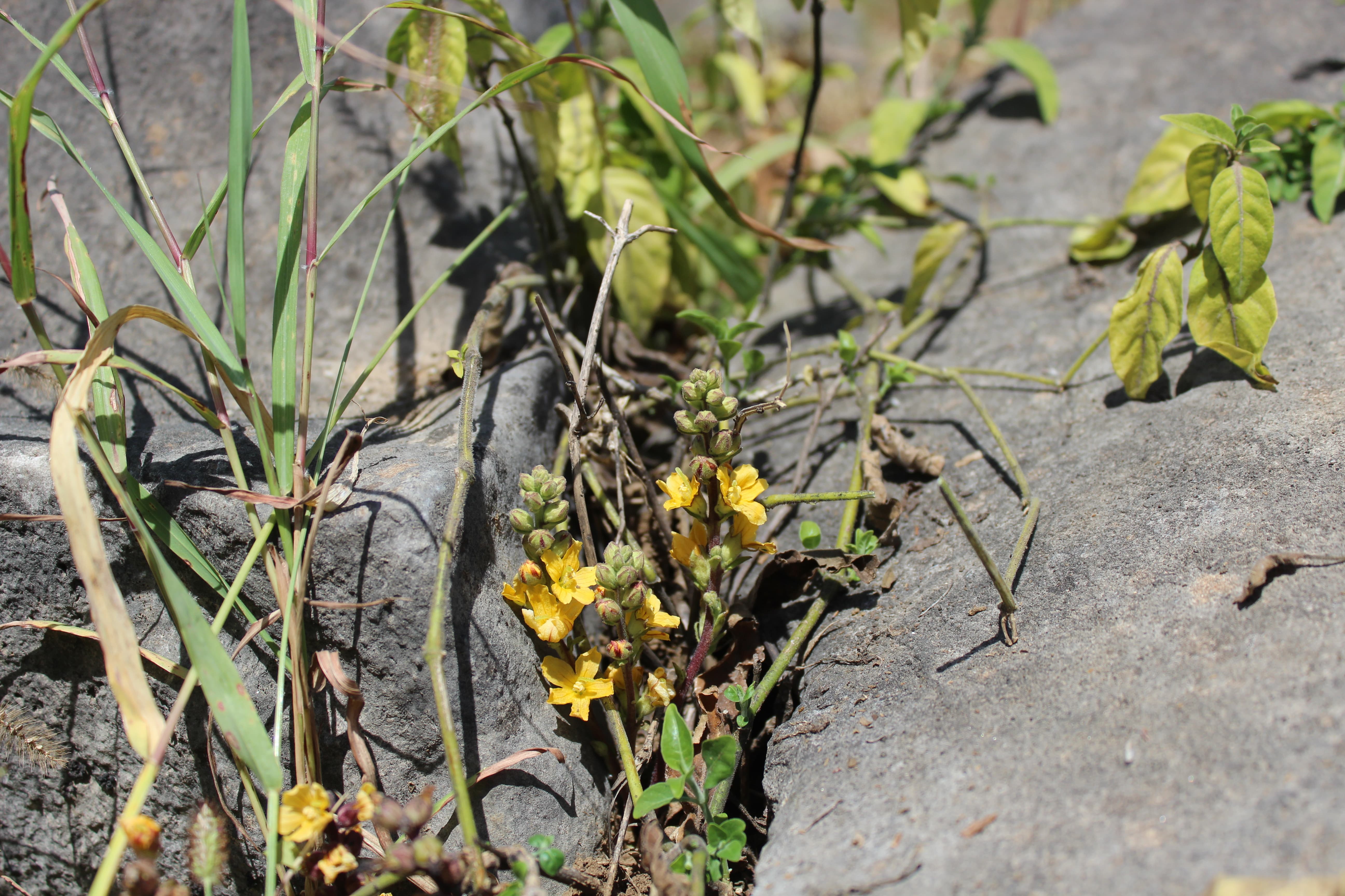 Plant Image